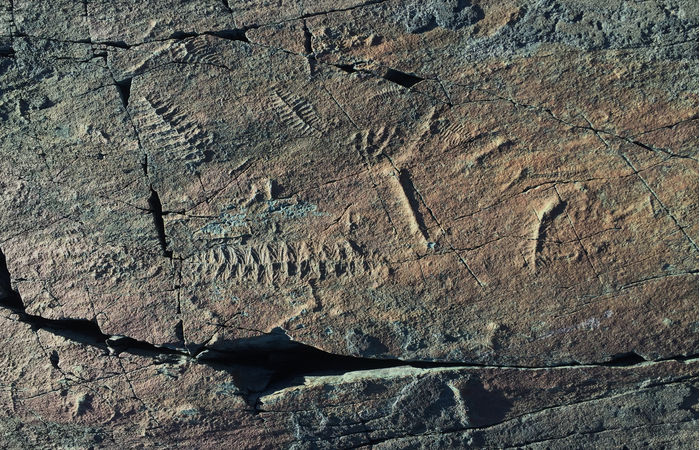Fluctuating Oxygen Levels May Have Accelerated Animal Evolution