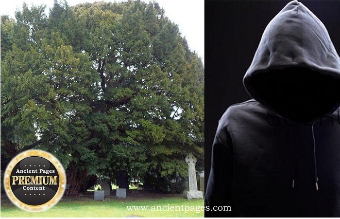Llangernyw Yew: Chilling Prophecy Of The Oldest Tree In Wales