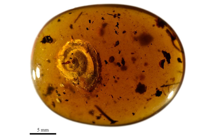 Hairy Snail Discovered In 99-Million-Year-Old Amber