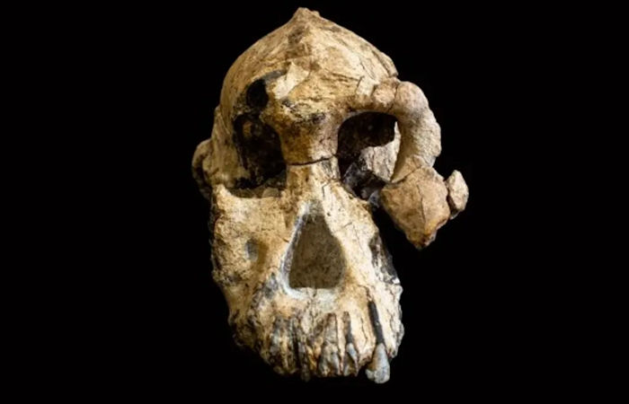 3.8-Million-Year-Old Skull Shows What Our Ancestors Really Looked Like