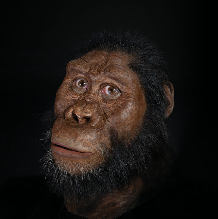 3.8-Million-Year-Old Skull Shows What Our Ancestors Really Looked Like