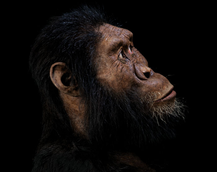 3.8-Million-Year-Old Skull Shows What Our Ancestors Really Looked Like