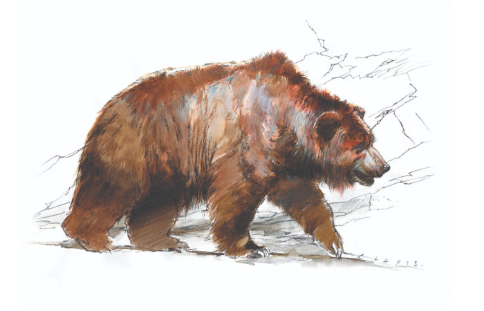 Evidence Humans Have Been Using Bear Skins For At Least 300,000 Years Discovered