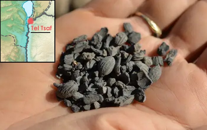 Ancient Cotton Fibers Dating Back 7,000 years Discovered In NE Israel