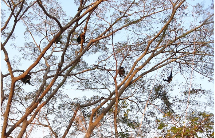 Early Humans May Have First Walked Upright In The Trees 7 Million Years Ago