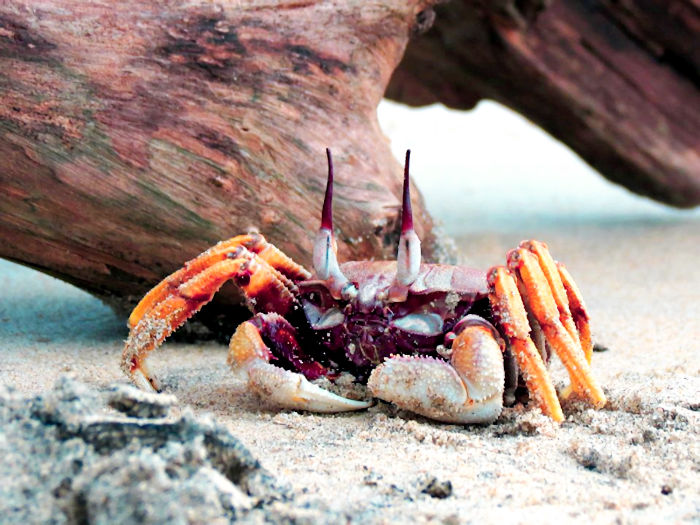 Proof That Neanderthals Ate Crabs 90,000 Years Ago Is Another 'Nail In The Coffin' For Primitive Cave Dweller Stereotypes