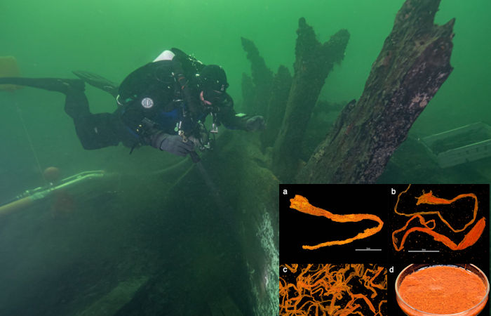 Treasure Trove Of Spices Found On The Sunken Medieval Ship Gribshunden