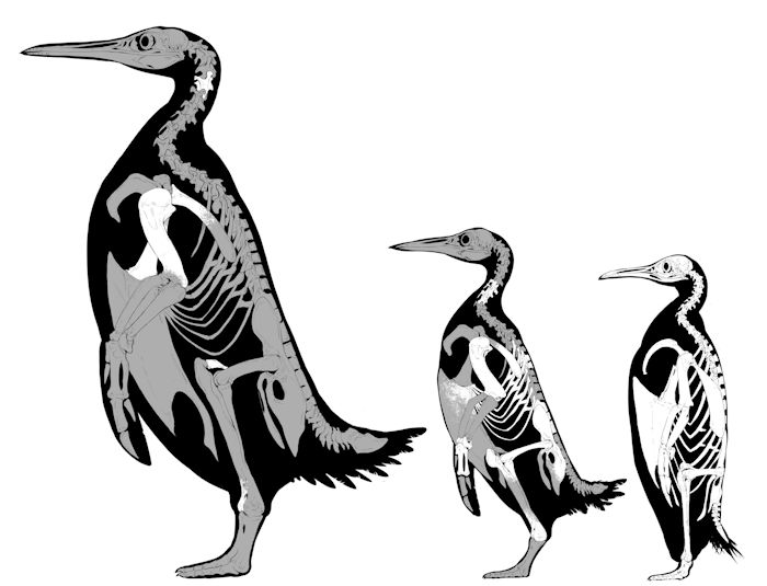 Fossil Bones From The Largest Penguin That Ever Lived Unearthed In New Zealand