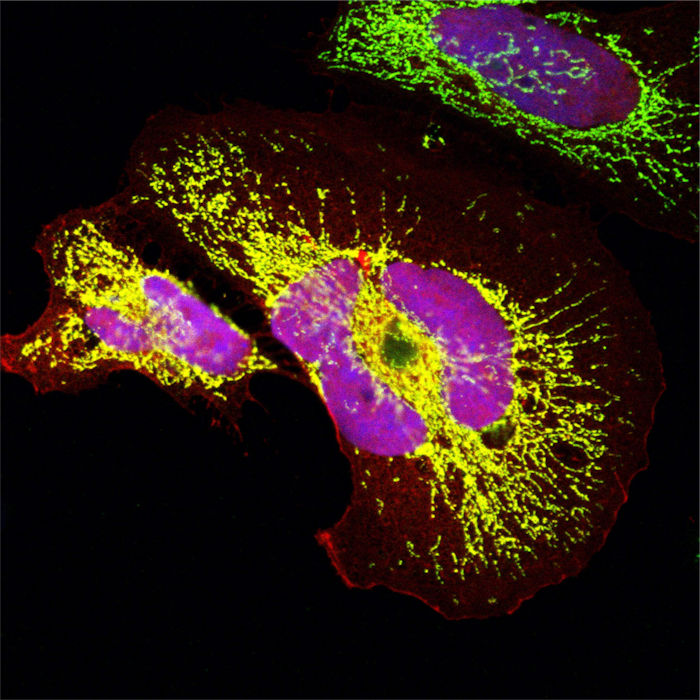 Evolution Mystery - Mini-Proteins In Human Organs Appeared 'From Nowhere'