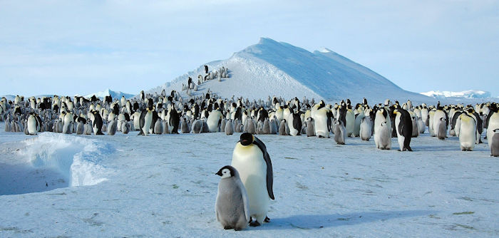 Fossil Bones From The Largest Penguin That Ever Lived Unearthed In New Zealand