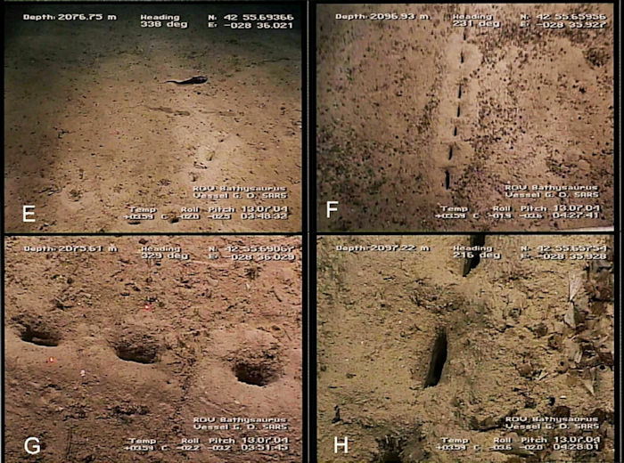 Who Or What Made These Mysterious Holes At The Bottom Of The Atlantic Ocean?