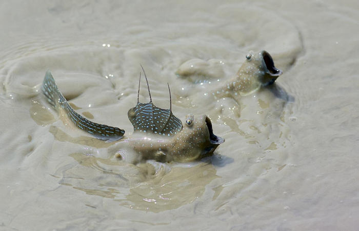Unusual Blinking Fish Reveals Clues To How Our Ancestors Evolved From Water To Land