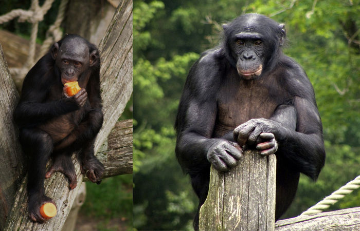 Bonobos And Chimps: What Our Closest Relatives Tell Us About Humans