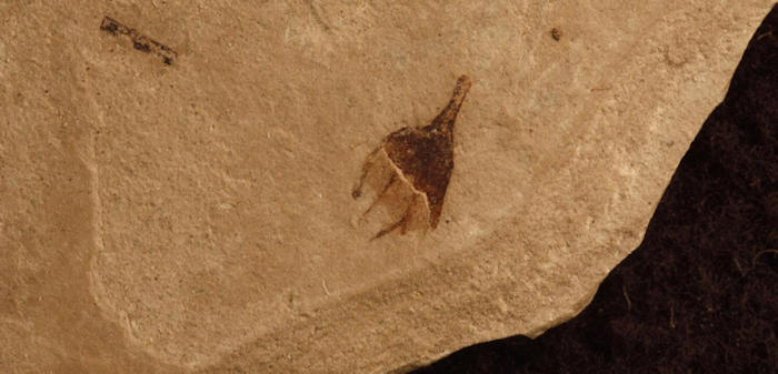 Forgotten Colorado Fossils May Rewrite Plant Evolutionary History