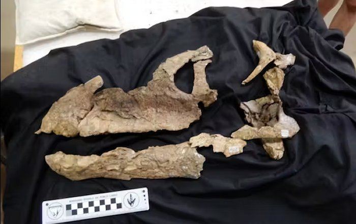 First Near-Complete Sauropod Dinosaur Skull Found In Australia Hints At Ancient Links Between Continents