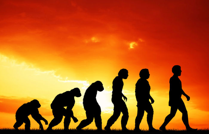 Bonobos And Chimps: What Our Closest Relatives Tell Us About Humans