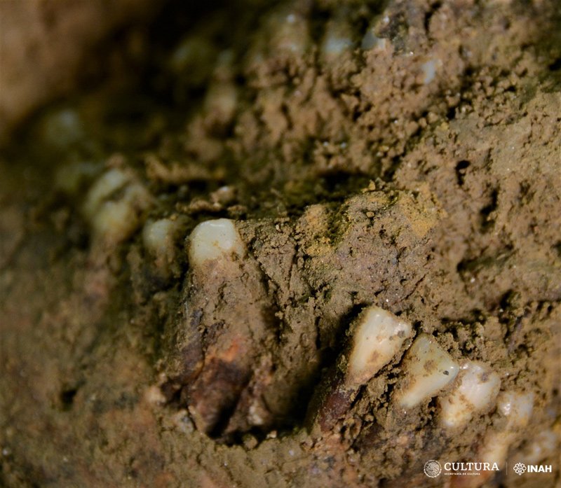 Skull of the "Lady SAS".- Dental analysis - Photo: Mauricio Marat. INAH