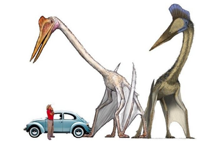 Meet Quetzalcoatlus - World's Largest Flying Animal Had A Wingspan Of Up To 52 Feet (15.9 m)