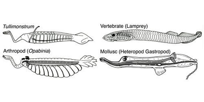 Mysterious Ancient Tully Monster Is So Weird It Cannot Be Classified