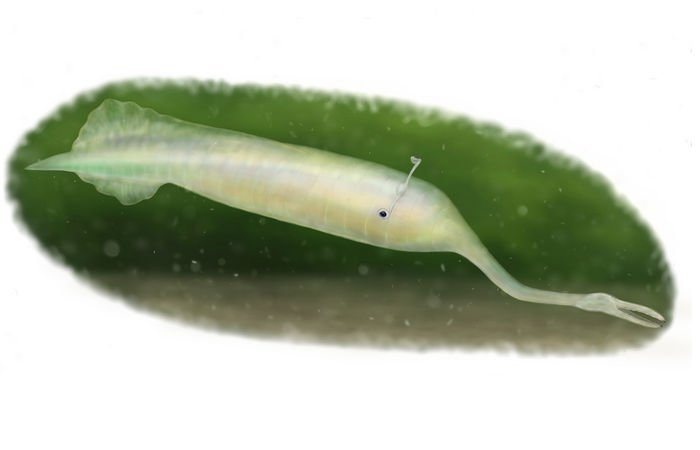 Have Paleontologists Solved The Weird 300 Million-Year-Old Tully Monster Mystery?