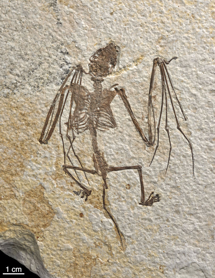Oldest And Never-Before-Seen Bat Species Lived In Wyoming 52 Million Years Ago - Fossils Reveal