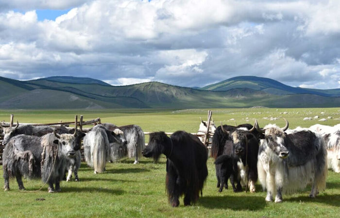 Yak Milk Consumption Among Mongol Empire Elites - New Study