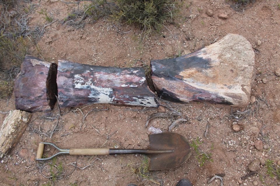 A Giant New Species Of Long-Necked Herbivorous Dinosaur - Discovered By Argentine Paleontologists