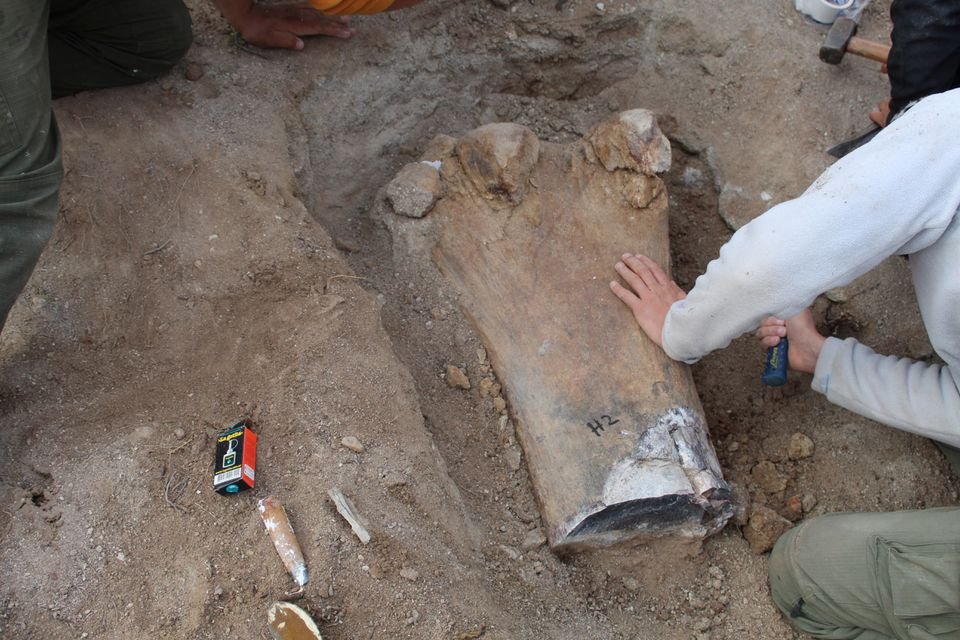 A Giant New Species Of Long-Necked Herbivorous Dinosaur - Discovered By Argentine Paleontologists