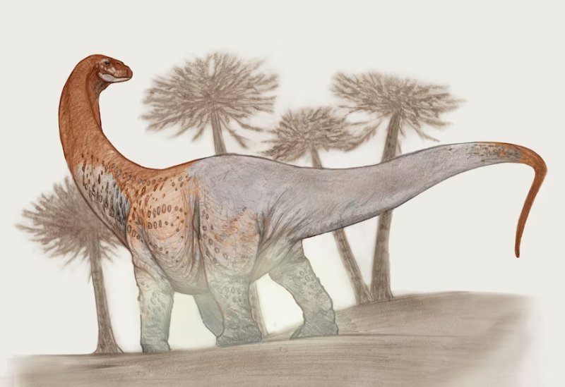 A Giant New Species Of Long-Necked Herbivorous Dinosaur - Discovered By Argentine Paleontologists