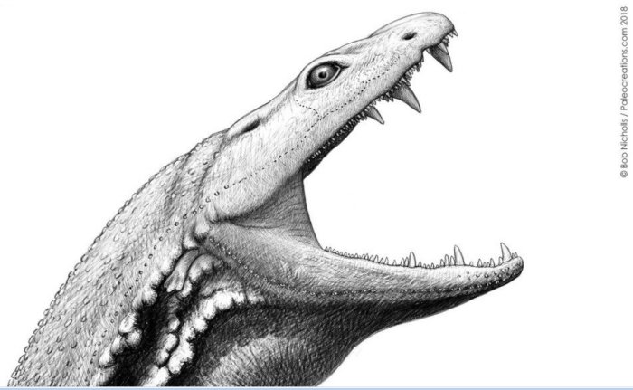 Crassigyrinus was well adapted for life as an aquatic predator. Image © Bob Nicholls 2018