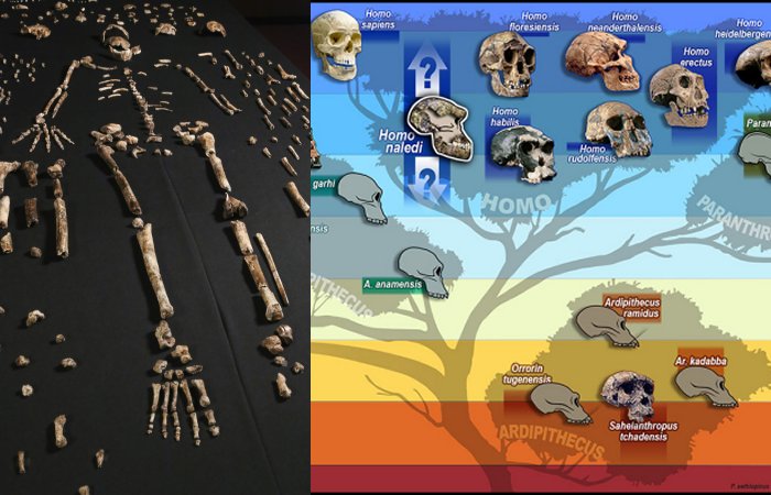 World's Oldest Burial Site Reveals Homo Naledi Buried Their Dead 100,000 Years Before Humans
