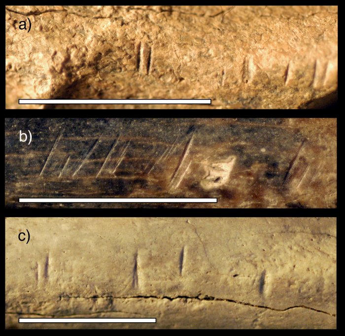Close-up photos of three fossil animal specimens from the same area and time horizon as the fossil hominin tibia studied by the research team. These fossils show similar cut marks to those found on the hominin tibia studied. The photos show (a) an antelope mandible, (b) an antelope radius (lower front leg bone) and (c) a large mammal scapula (shoulder blade). Credit: Briana Pobiner.