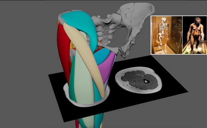 3.2 Million-Year-Old ‘Lucy’ Could Walk On Two Legs - First Hominin Muscle Reconstruction