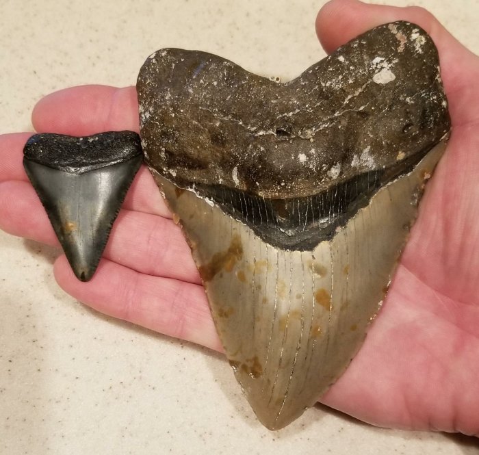 Megalodon Was No Cold-Blooded Killer - Tooth Minerals Reveal