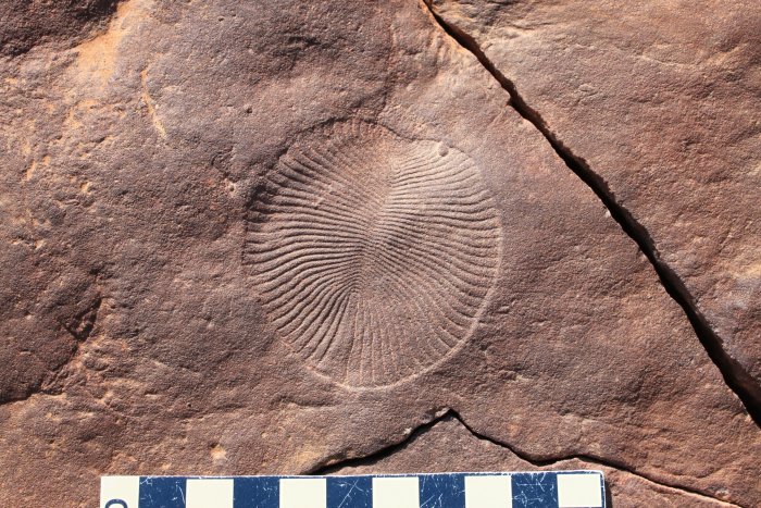 Scientits Closer To Solving The Mystery Of When Animals Evolved
