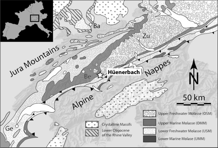 Location map of Hüenerbach by the city of Langnau im Emmental (Canton of Bern, Switzerland). The Swiss molasse Basin Tertiary Formations are marked highlighting the fact that the Hüenerbach locality is at the transition between the OMM and OSM. Ba. Basel, Be. Bern, Ge. Geneva, Zu. Zurich (modified after Mennecart, 2012)
