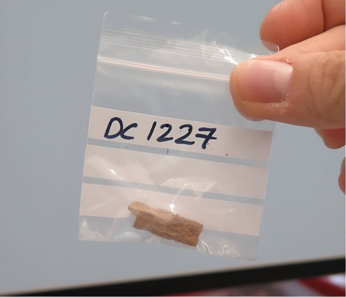 When And Where Early Human Species Interbred Was Detmined By Shifts In Climate And Vegetation - Scientists Say