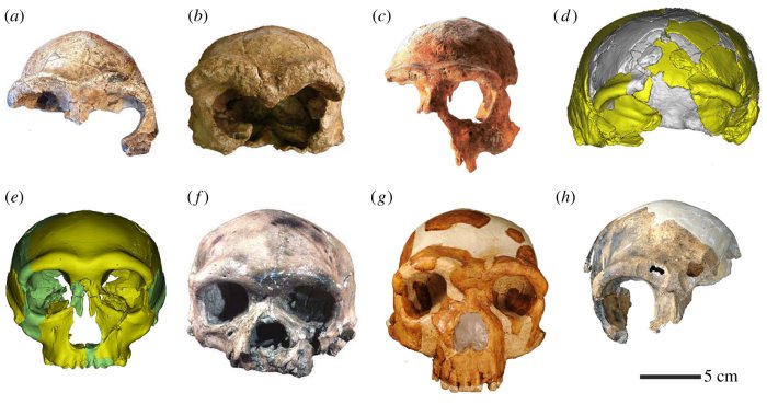 Abundant Hominin Fossils Dated To 300 ka Excavated In Hualongdong (HLD), East China