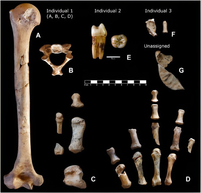 Surprising Discovery Of Box Filled With Neanderthal Bones From Cova Simanya Donated To Museum