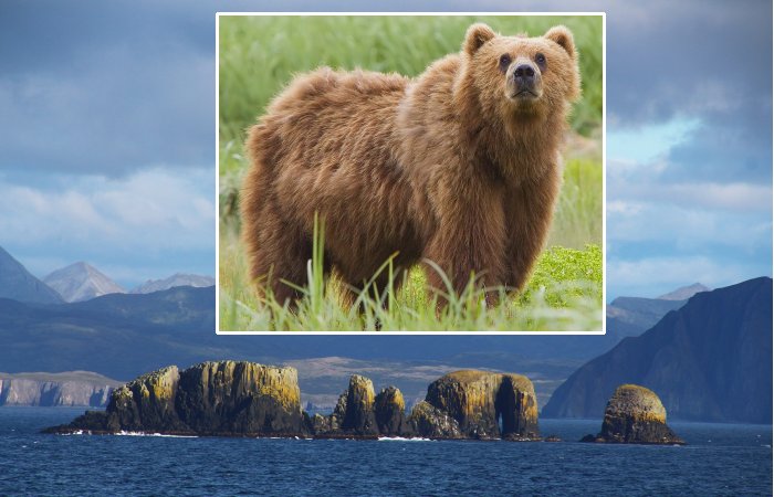 Mystery Of The Ancient Bear Bones In The Aleutian Islands, Alaska