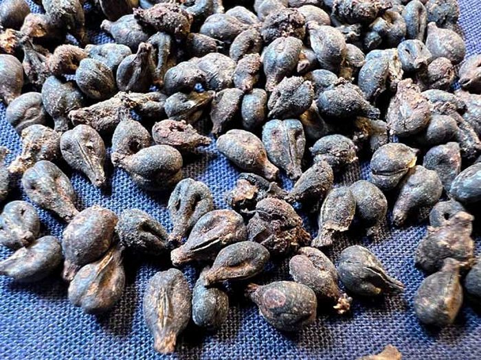 Hundreds Of Ancient Sealed Wine Jars Found In Mysterious Tomb Of Meret-Neith In Abydos