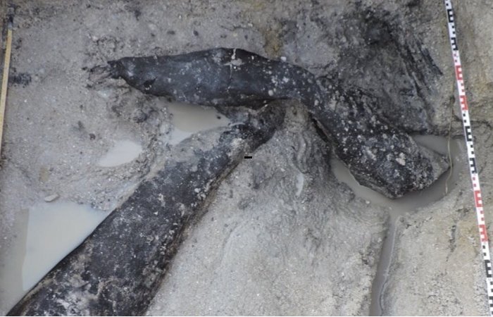 Discovery Of Half-Million-Year-Old Wooden Structure Shows We're Wrong To Underestimate Our Ancient Relatives