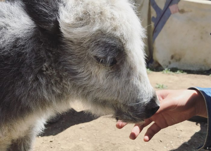 Earliest Evidence For Domestic Yak - Revealed By Ancient DNA And Archaeology Reveal