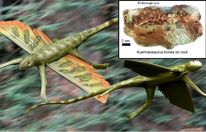 200-Million-Year-Old Flying Reptile Kuehneosaurus Discovered In Somerset, UK