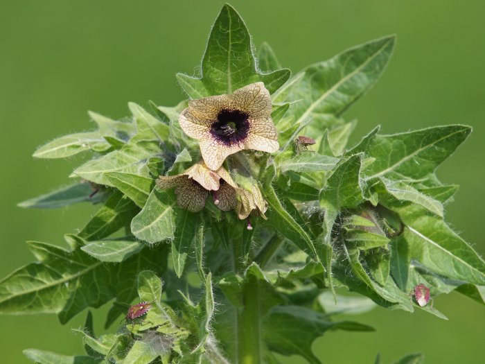Ancient Romans Used The Poisonous Black Henbane Plant As Hallucinogenic Medicine
