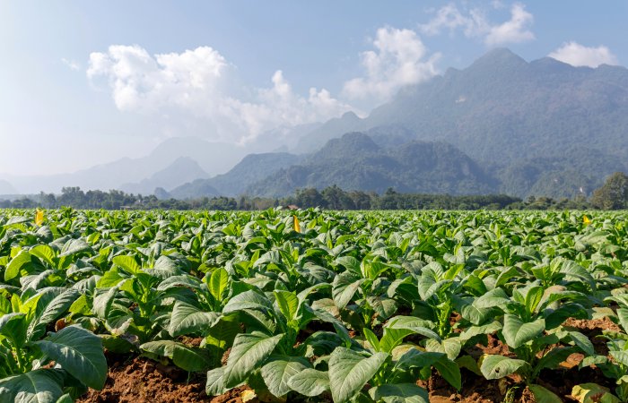 Ancient Mesoamericans Drunk Tobacco In Healing Rituals - Ceramic Vases From Cotzumalhuapa, Guatemala Reveal