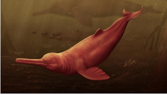 A New Species Of Giant Freshwater Dolphin Discovered In The Peruvian Amazon