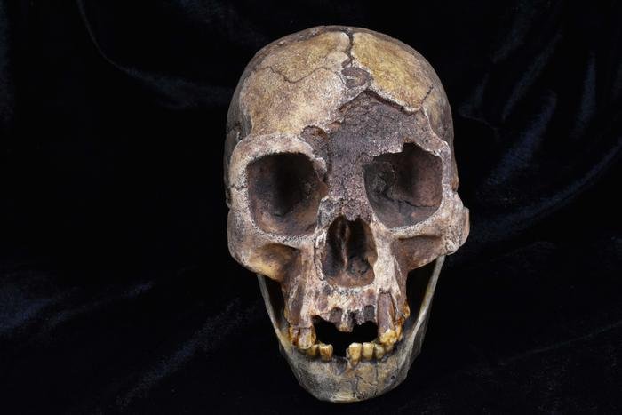 Our Lineage's Species Formation Pattern Was Unlike Anything Else