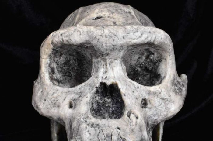 Our Lineage's Species Formation Pattern Was Unlike Anything Else