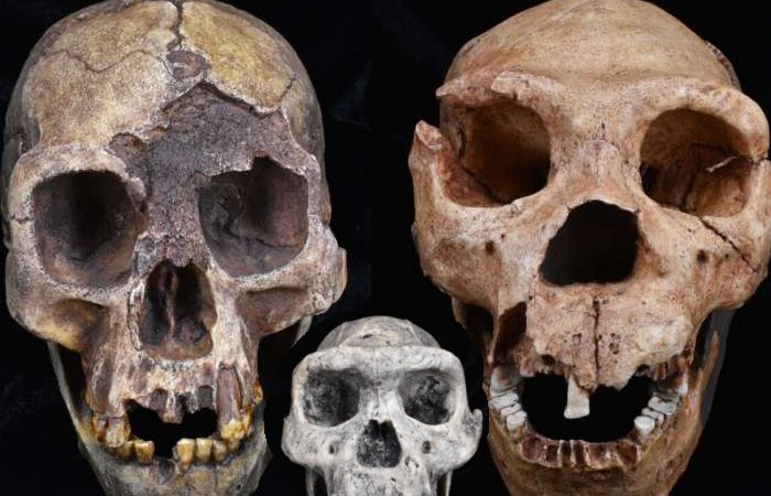 Our Lineage's Species Formation Pattern Was Unlike Anything Else